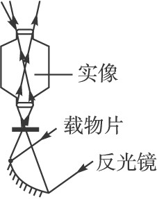 从显微镜的结构图中的光路图可以看出:a.